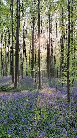 Foto plaats hallerbos