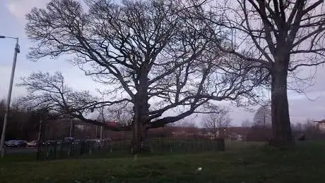 Photo de The Darnley Sycamore