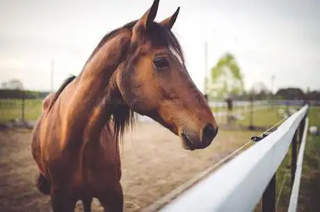Photo de Darling Dressage