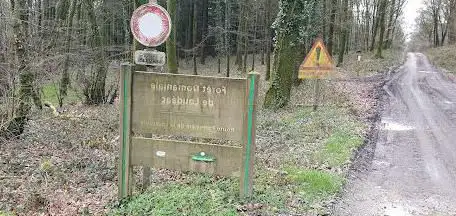 Forêt de Loudéac - Sapin de La Brousse