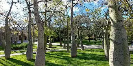 Photo de Bosque de Chorisia Speciosa o Palo Borracho