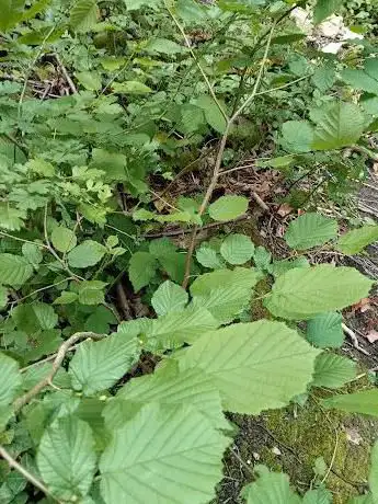 Photo de Buckthorne Cutting Nature Reserve
