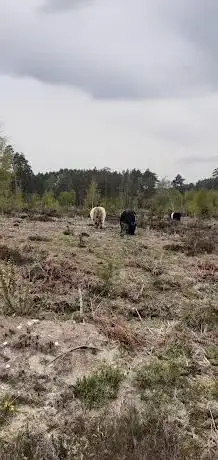 Graffham Common Nature Reserve  Sussex Wildlife Trust