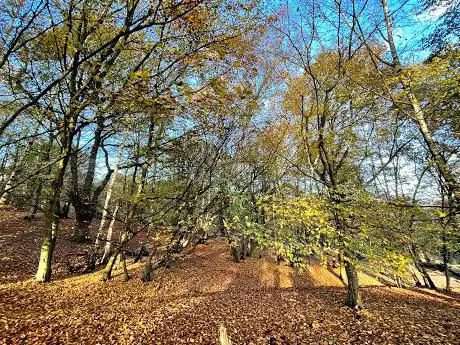 Photo de Epping Forest
