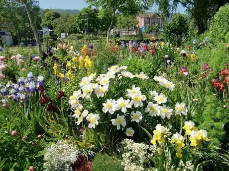 Photo de Brenneter Irisgarten