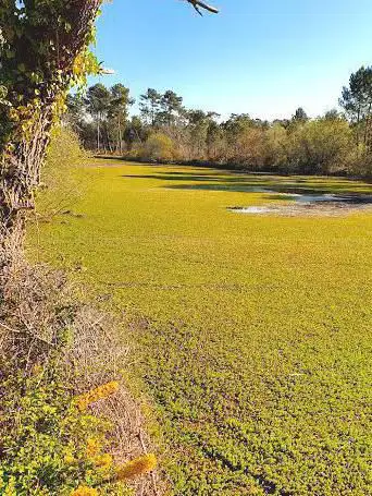 Photo de Etang de Balanos de pêche le TEICH