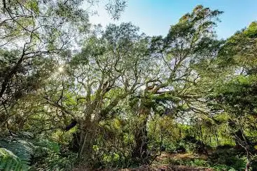 Forêt Avril