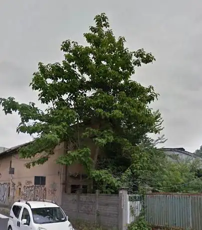 Paulownia albero monumentale - Paulownia4Planet