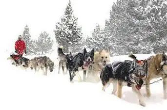 Photo de Mushing Pirineus Andorra