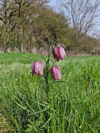 Photo de Fox Fritillary meadow
