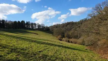 Buzzard Woodland