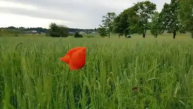 Photo de Seebach bei Wilferdingen