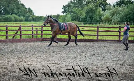 Photo de Joanne Shaw Equestrian