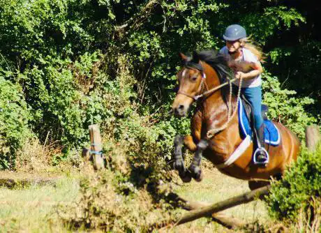 paardenvriend