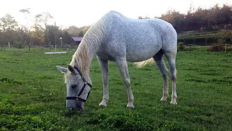 Photo de Michyhorse