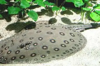 Aquarium des Tropiques