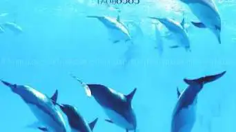 Photo de CocoBoat-Nager avec les dauphins Réunion,Excursion en mer Réunion,Sorties Dauphins&Baleines,Promenade Coucher De Soleil à St-Gilles-les-Bains-visites guidées avec skipper,permis bateau,bateau école, jet-ski