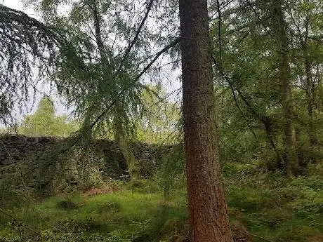Birks Wood