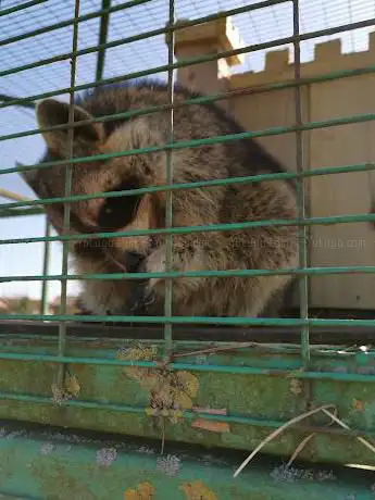 Raccoon & Skunks