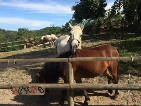 Photo de V-Ranch Centro Turismo Equestre
