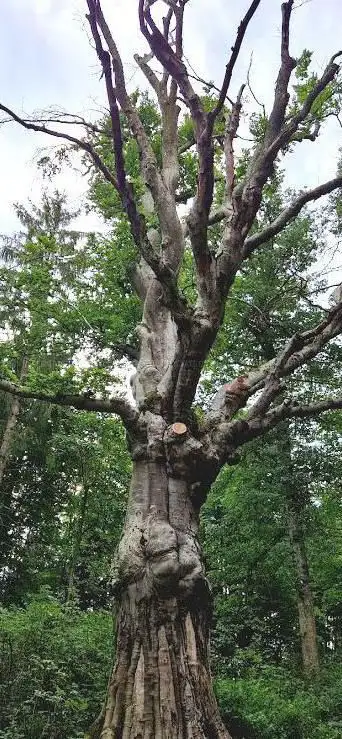 Photo de Foret De La Garenne