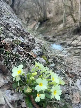 Falesia di Vigolone