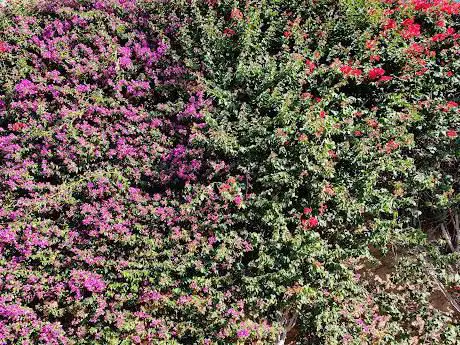 Photo de Jardà del Túria - Tram III