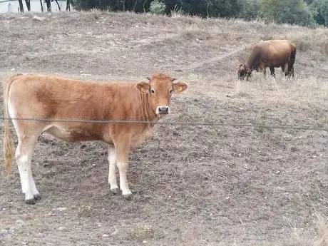 Photo de Mas el Vilar