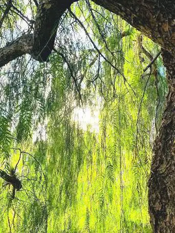 Instant Nature