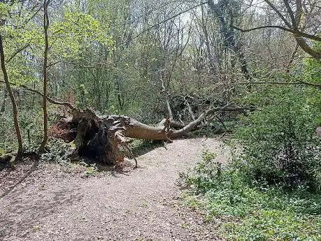 Photo de Cocksherd Wood