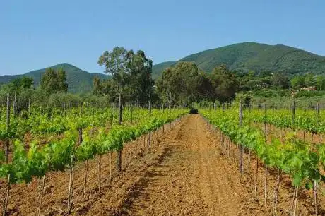 Photo de IL PUPILLO VINI CANTINA VIA OBERDAN 22 e GROSSETO