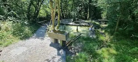 Wassertrete im Rüttelewald