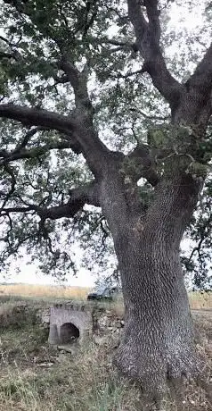 Quercia virgiliana ( ibrido) monumentale