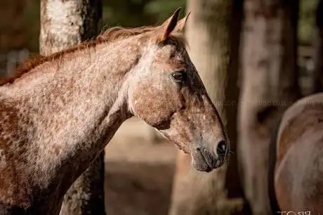 Photo de La Licorne de la Fontaine