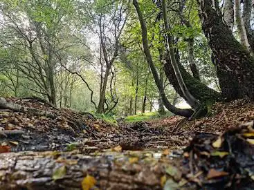 Photo de Epping Forest