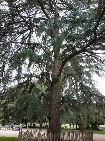 L'Arbre de la Liberté