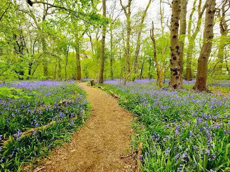 Photo de Hagbourne Copse