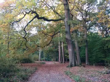Photo de Bosque Welwyn