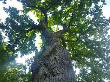 Gros Chêne de Stetten (Tafelbaum)