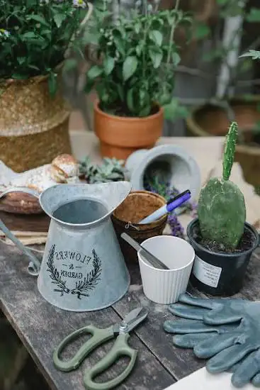 Photo de Pierre Feuille Cactus - coach jardin, décoration et atelier végétal Angers