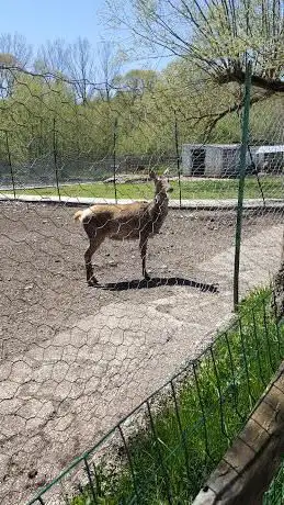 Photo de Parco Zoo D'Abruzzo