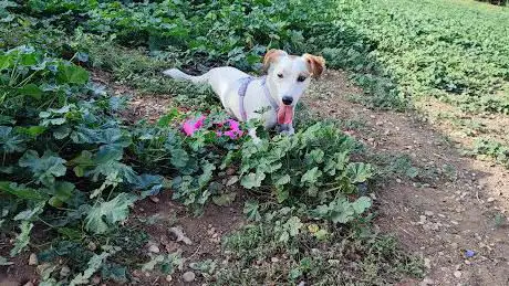 Photo de Area sgambamento cani Martinpescatore