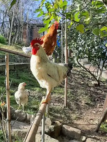 Photo de Campo Sportivo