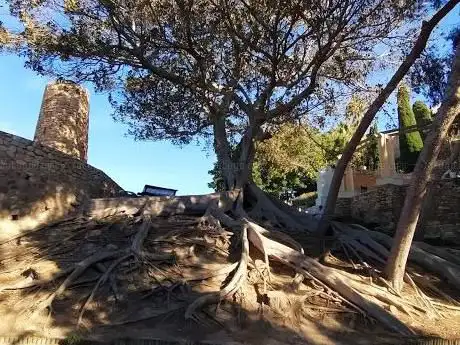 Photo de Ficus monumental. Raices descubiertas