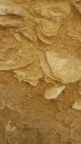 Affioramento fossilifero