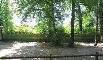 Gélada (21)