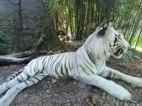 Photo de Recinto tigri