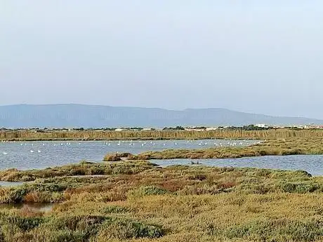 Flamingo Watching