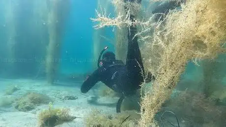 Photo de Bretagne Passion Sous-Marine