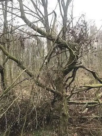 L' arbre tordu ou L'arbre en souffrance